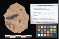 Foto (Objekt + Etikett) von Antholithes stiriacus Kovar-Eder et Z.Kvacek sp.nov. (NHMW-GEO-2024-0188-0432)